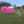 Child holding a pink smoke device in a grassy field with trees and a building in the background